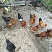 فروش مرغ تخمگذار و عالی