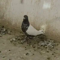 ساده سینه