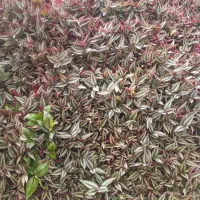 گل ناز و برگ بیدی|گل و گیاه طبیعی|محلات, |دیوار