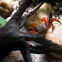 ماهیللوپی.رزیبارب.ومپایر|ماهی|رشت, لاکانی|دیوار