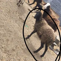 3راس میش جوان و سالم