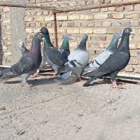 مجسمه کبوتر|مجسمه، تندیس، ماکت|زابل, |دیوار