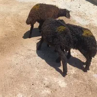 ماده بره افشاری