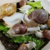 حلزون سفید طبی