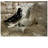 3عددکبوتر رنگی|پرنده|آبیک, |دیوار
