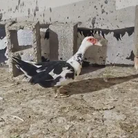 اردک روسی بالغ ونیمچه