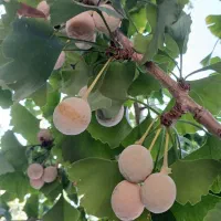 دانه ژینکو|آرایشی، بهداشتی، درمانی|تنکابن, |دیوار