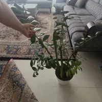 گل طبیعی|گل و گیاه طبیعی|بجنورد, |دیوار