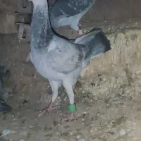 سوسکی سبز آلمان