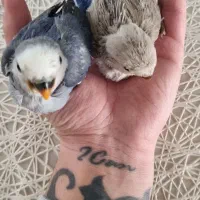 جوجه طوطی کوتوله برزیلی رنگ خاص سرلاکی نیمه دونخور