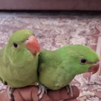 فروش جوجه طوطی ملنگو وعروس هلندی