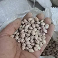 لوبیا چیتی اقلید