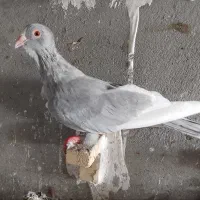 کبوتر قره سوری