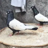 سه عدد سرته آب گلال