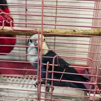 طوطی برزیلی کوتوله|پرنده|ری, دولت‌آباد|دیوار