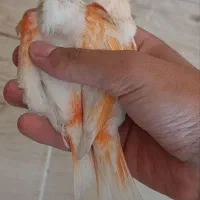 جفت قناری موزاییکی اورجینال و جوجه تک