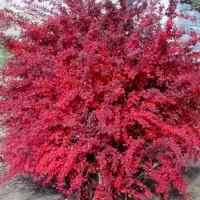 اصلاح درخت زرشک انجام میدهم