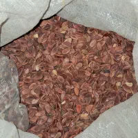 تخم هندوانه ژاپنی تمیز و قرمز|خوردنی و آشامیدنی|مشهد, ادیب نیشابوری (شهرک غرب)|دیوار