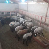 میش شال اصیل