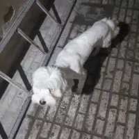 سگ خونگی گم شده|سگ|قدس, شهرقدس|دیوار