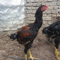 جوجه خروس لاری|پرنده|مینودشت, |دیوار