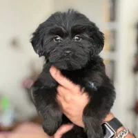 واگذاری شیتزو عروسکی|سگ|کرج, گوهردشت|دیوار