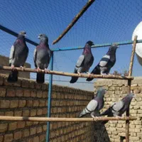 کبوتر ۳جفت سبز کاشونی پرشی میل بازیکن ساعتی دورقمی|پرنده|اصفهان, شهید رجایی|دیوار