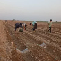 کارگر نشا،