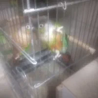 سه جفت گرینجیک فروشی و یک جفت ملنگو