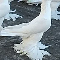 کبوترلوتیپاپر|پرنده|اهر, |دیوار