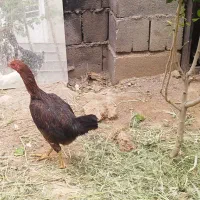 فروش مرغ لاری