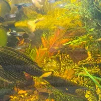 لجن خار بزرگ ۲ عدد