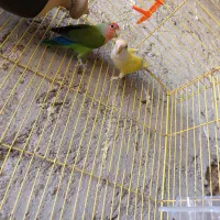 طوطی کوتوله