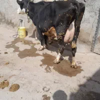 گاو سیمینتال شیری