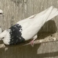 نر طوقی سرور|پرنده|قم, بکایی|دیوار