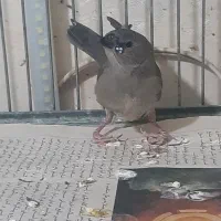 فنچ گلدین آبی و بنگالی|پرنده|تهران, شارق|دیوار