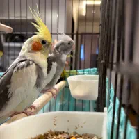 عروس هلندی کار داده و مولد