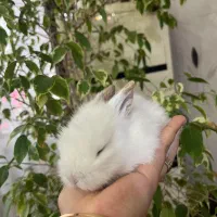 خرگوش|موش و خرگوش|ارومیه, |دیوار