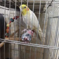 سره و عروس هلندی|پرنده|گلستان (تهران), |دیوار