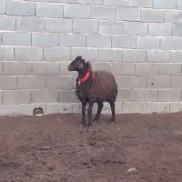 بره ماده شاخی،بز،میش،بره|حیوانات مزرعه|مبارکه, |دیوار