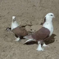 کفتر رنگه|پرنده|هامون, |دیوار