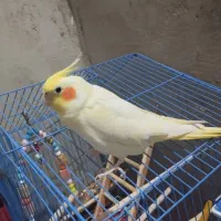 عروس هلندی دستی|پرنده|اشکنان, |دیوار