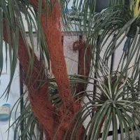 نخل مصنوعی|گل مصنوعی|اصفهان, جلالیه|دیوار