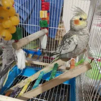 عروس هلندی گمشده