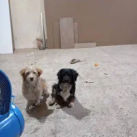 سگ خانگی|سگ|جاجرود, |دیوار