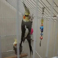 5عدد عروس هلندی سالم و سرحال|پرنده|ری, سیزده آبان|دیوار