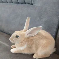 خرگوش