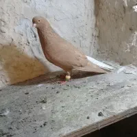 کبوتر‌نر‌ماده‌زرد‌دمسفید|پرنده|الوند, |دیوار