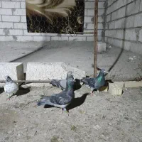 نر|پرنده|خرمشهر, |دیوار