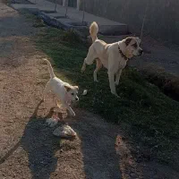 سگ پژدر